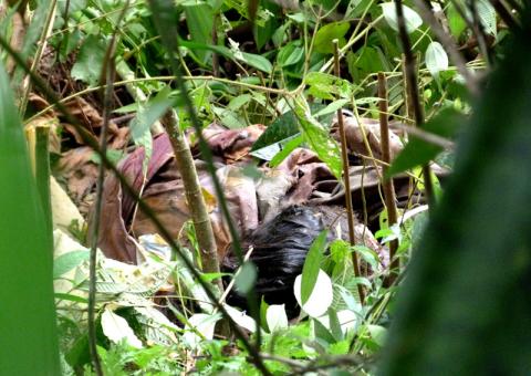 Corpo em decomposição é encontrado  no campus  da Universidade Federal do Amazonas